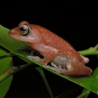 Pseudophilautus auratus Manamendra-Arachchi & Pethiyagoda, 2005